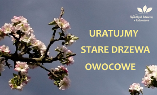 Ilustracja artykułu: "Stare odmiany drzew owocowych"