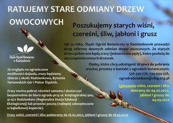 Ilustracja artykułu: Ratujemy stare odmiany drzew owocowych