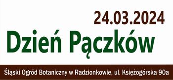 Ilustracja artykułu: Dzień Pączków