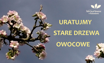 Ilustracja artykułu: Stare odmiany drzew owocowych