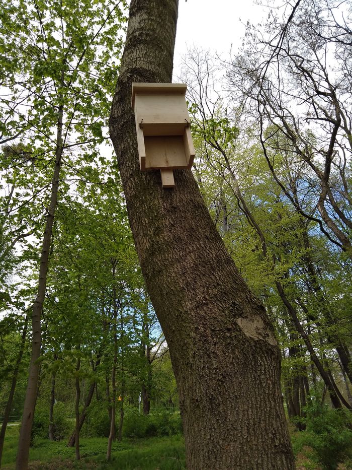 Domek dla ptaków na drzewie